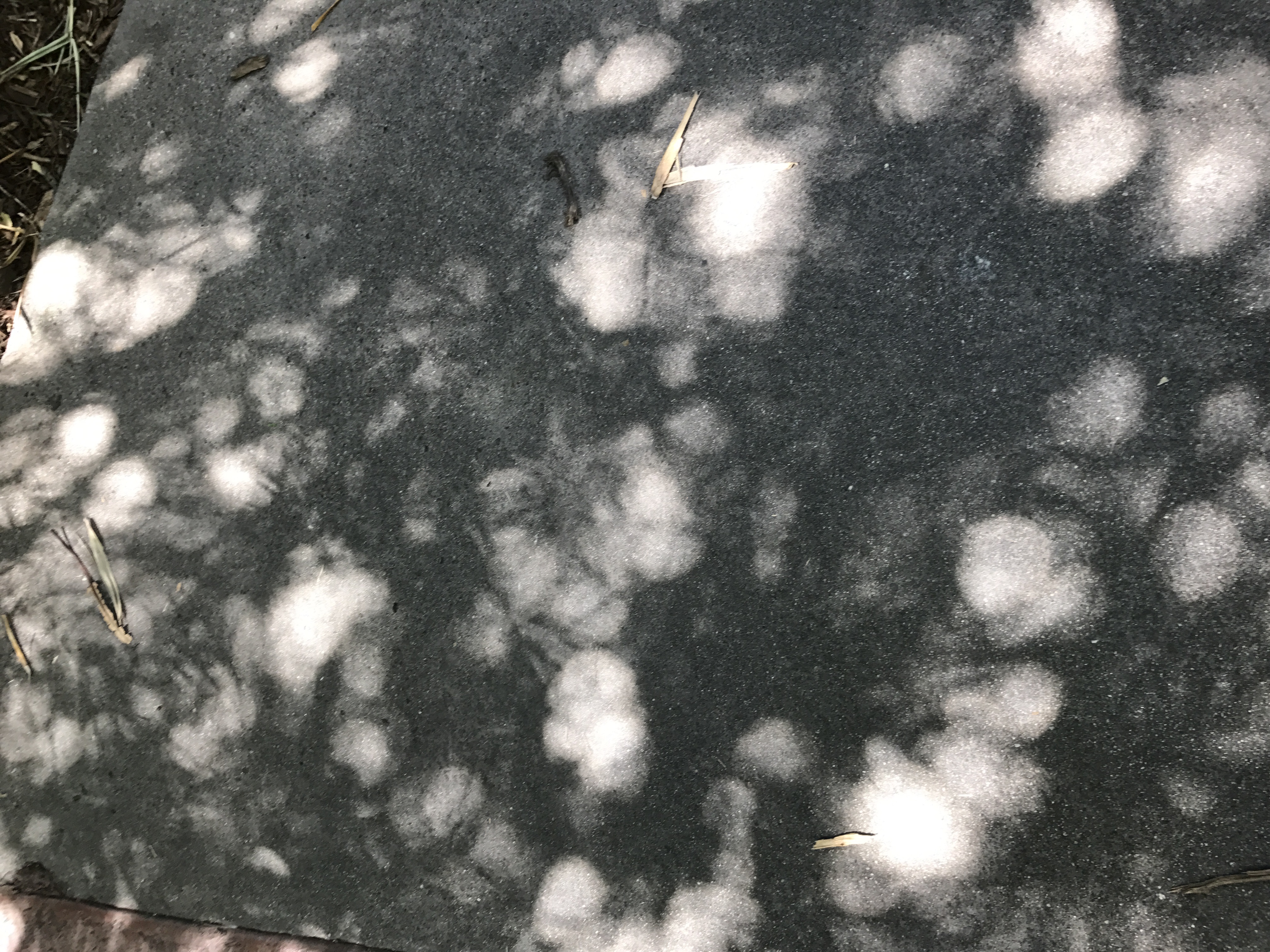 Dappled sunlight is composed of round projections of the Sun through the gaps between a tree's leaves.