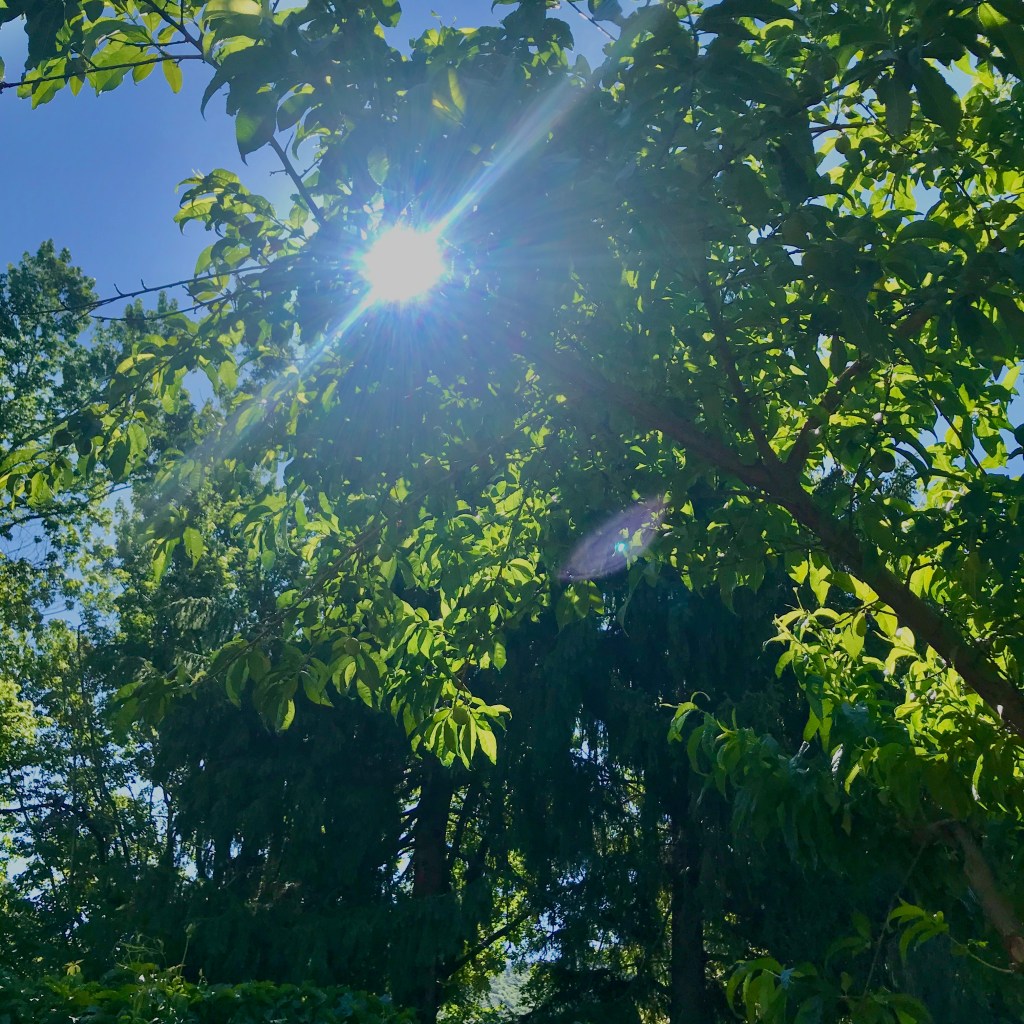 Sunlight coming through the tree's leaves.