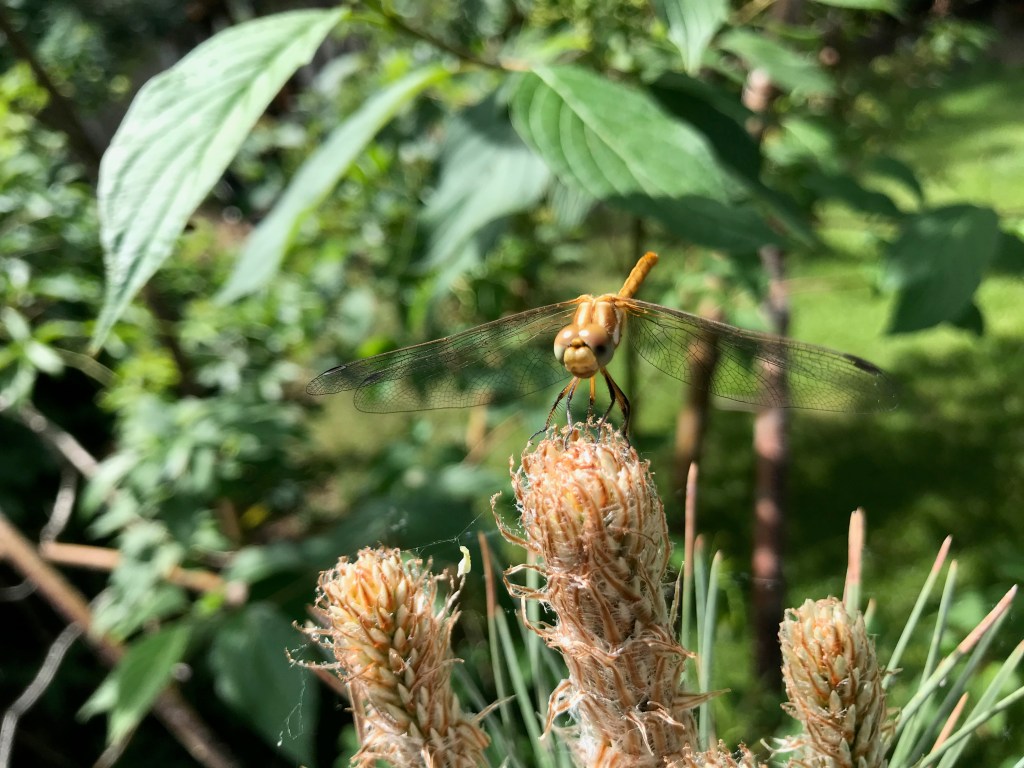 A dragonfly perched on a small tree.