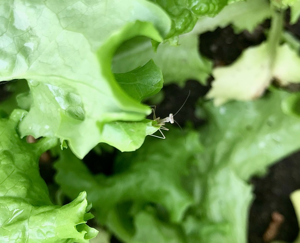 A baby preying mantis in my lettuce, staring back at me.