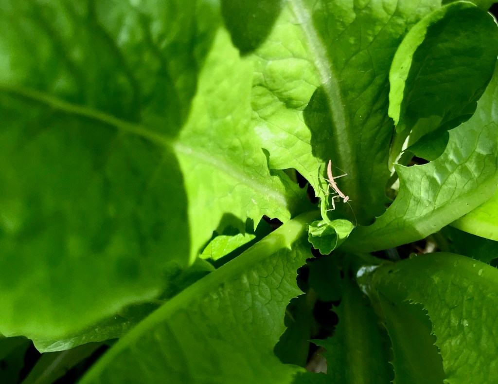 A baby preying mantis in my lettuce.